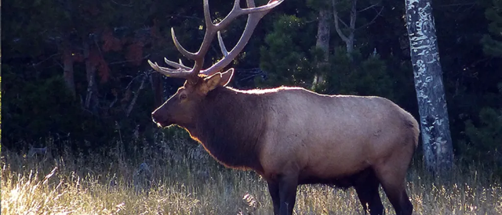 PICT Hunting Bull elk - CPW