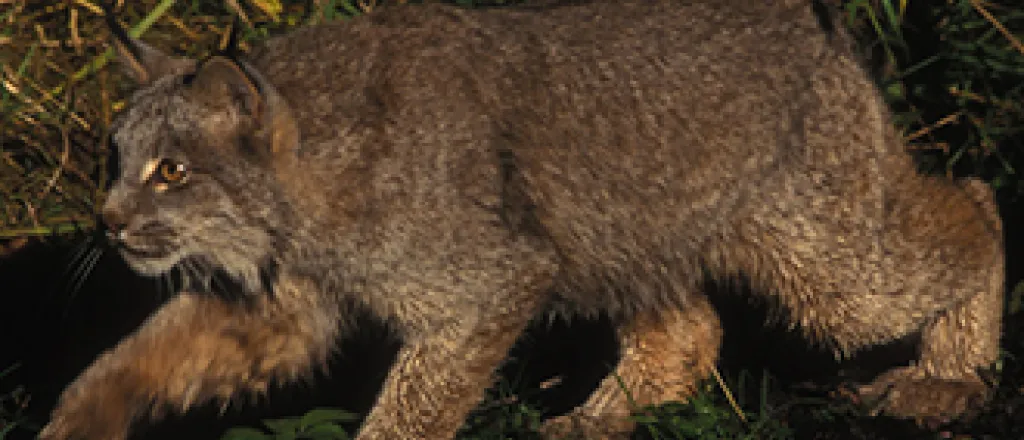 PICT - Lynx - US Fish & Wildlife
