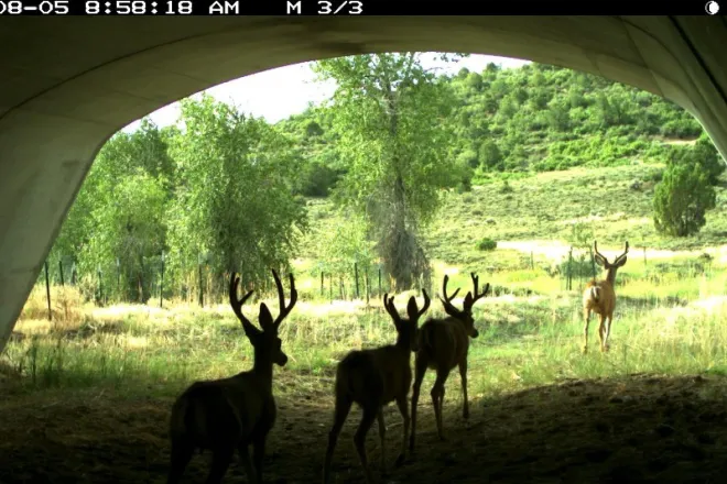 PICT Deer Underpass - CPW