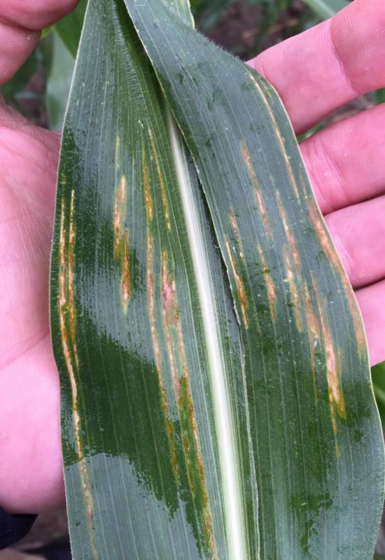 PICT Corn Bacterial Leaf Streek disease - Colorado Corn PICT Corn Bacterial Leaf Streek disease - Colorado Corn
