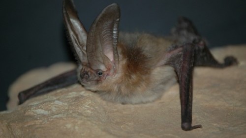 PICT Bat - CPW