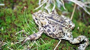 PICT Boreal Toad - CPW