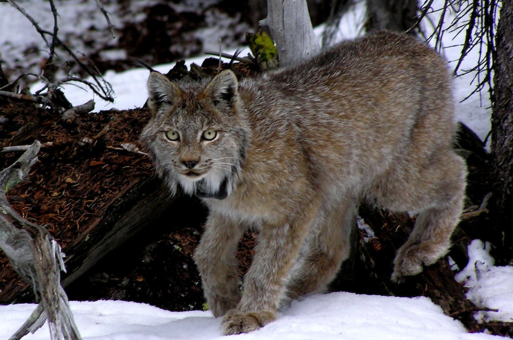 PICT Canada Lynx - CPW