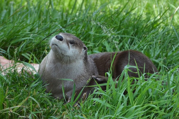 PICT River Otter - CPW