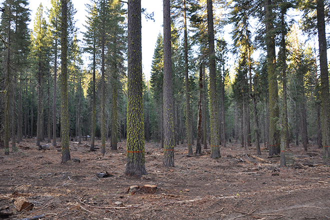 PICT Thinned Forest - Eric Knapp USFS PICT Thinned Forest - Eric Knapp USFS