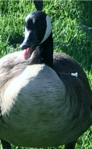 PICT Canada Goose with Blow Dart - CPW PICT Canada Goose with Blow Dart - CPW