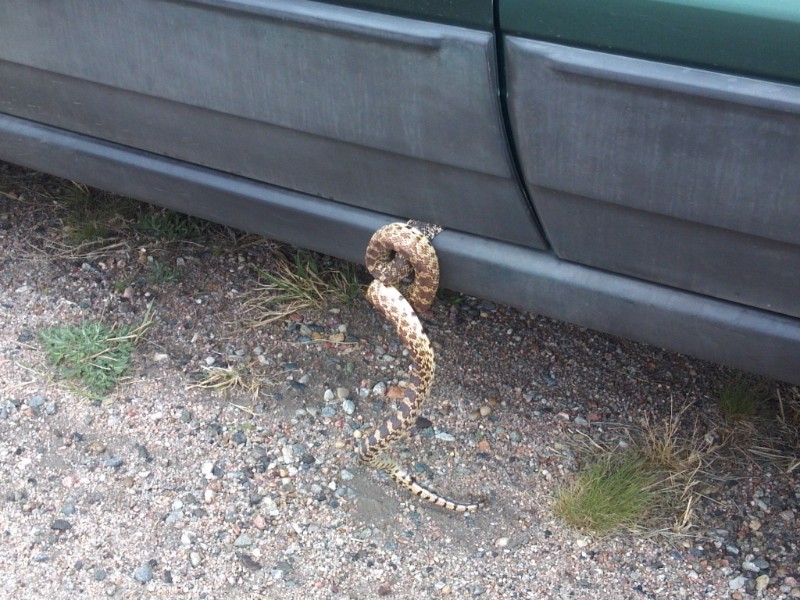 PICT Bull Snake in Car Door - CPW PICT Bull Snake in Car Door - CPW