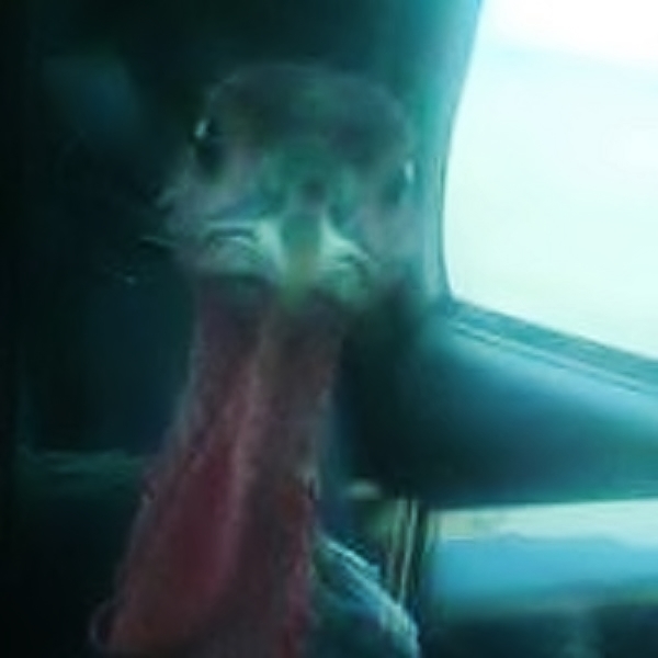 PICT Turkey in Vehicle - CPW PICT Turkey in Vehicle - CPW