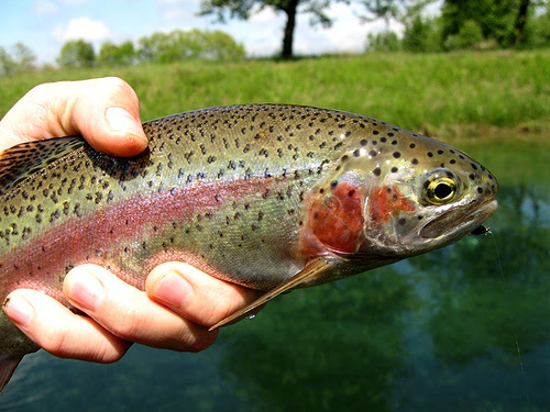 PICT Fish Rainbow Trout - CPW PICT Fish Rainbow Trout - CPW
