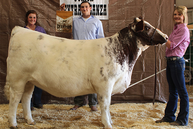 PICT Molly Cooksey’s heifer was named Overall Shorthorn Champion Female PICT Molly Cooksey’s heifer was named Overall Shorthorn Champion Female
