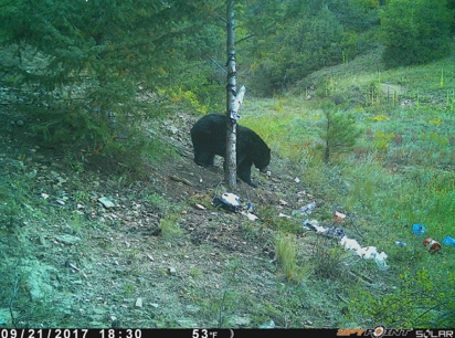 PICT Bear spotted on a game camera - CPW PICT Bear spotted on a game camera - CPW