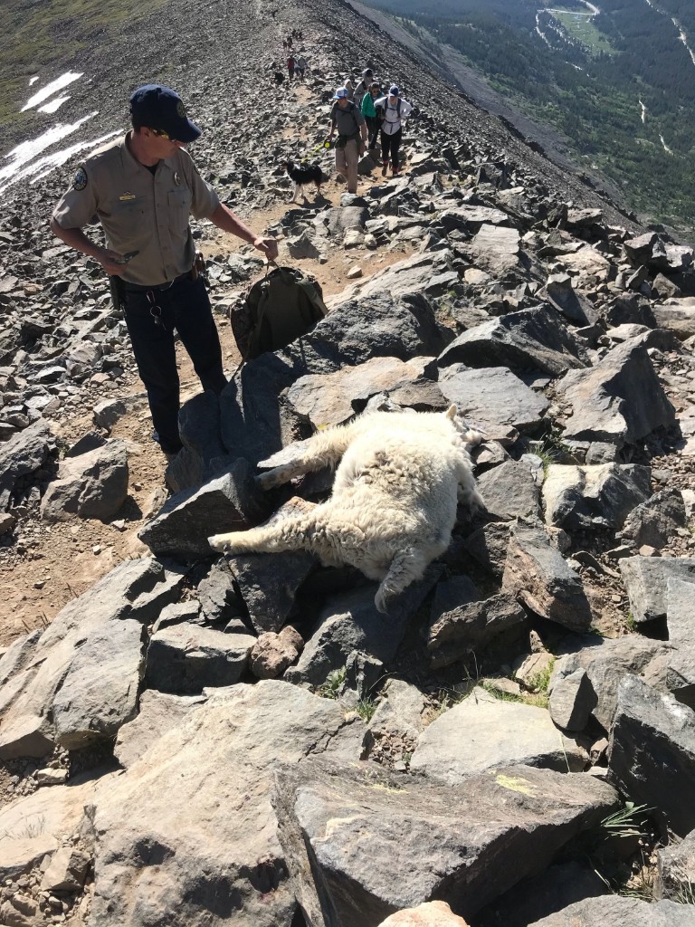 PICT Poached Mountain Goat - CPW PICT Poached Mountain Goat - CPW