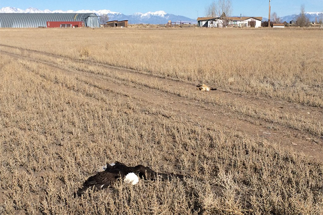 PICT Dead Eagle and Fox in Field - CPW PICT Dead Eagle and Fox in Field - CPW
