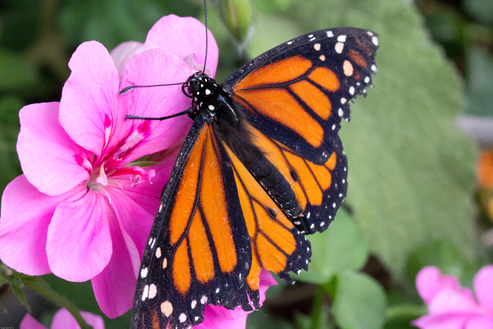 PICT Monarch Butterfly - EarthTalk PICT Monarch Butterfly - EarthTalk