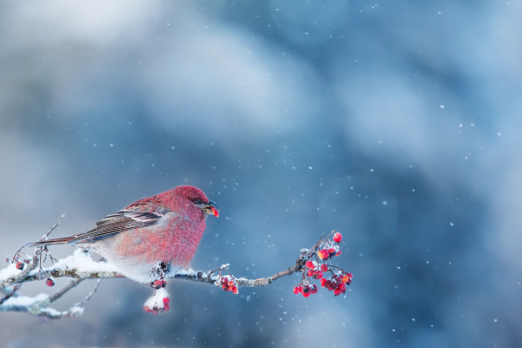 PICT Bird in Winter - Juha Saastamoinen / Adobe Stock PICT Bird in Winter - Juha Saastamoinen / Adobe Stock