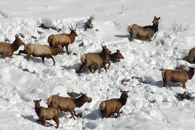 64J1 Elk herd - CPW Elk herd - CPW