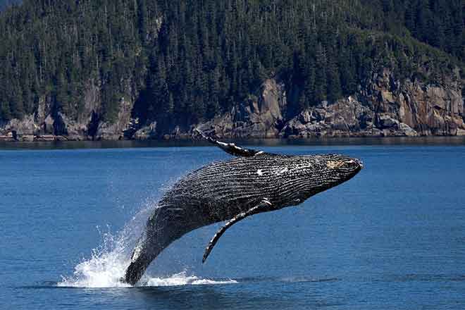 PICT 64J1 Grey Whale - EarthTalk PICT Grey Whale - EarthTalk