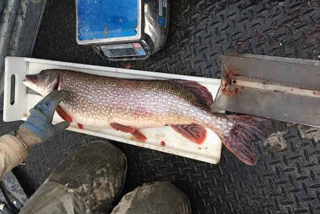 PICT Female Northern Pike fish PICT Female Northern Pike fish