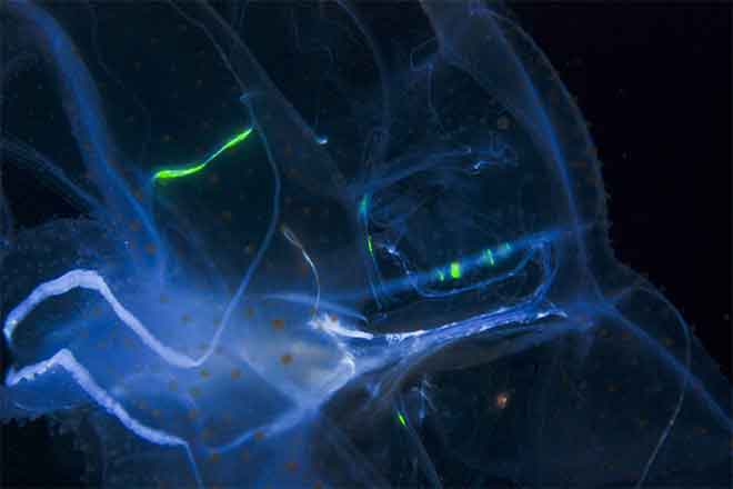 PICT 64J1 Example of Bioluminescence - EarthTalk - FlickrCC - Joshua Lambus PICT Example of Bioluminescence - EarthTalk - FlickrCC - Joshua Lambus