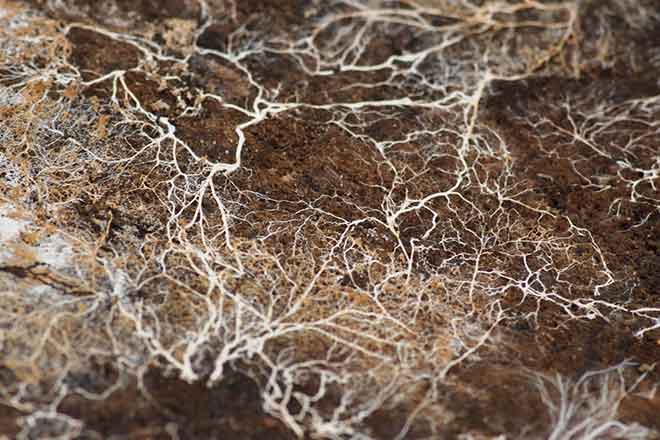 PICT 64J1 EarthTalk mycelium - FlickrCC - Kirill Ignatyev PICT 64J1 EarthTalk mycelium - FlickrCC - Kirill Ignatyev