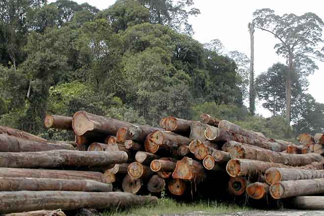 PICT 64J1 EarthTalk - Forest Stewardship Council-certified logs - FlickerCC - Angela Sevin PICT EarthTalk - Forest Stewardship Council-certified logs - FlickerCC - Angela Sevin