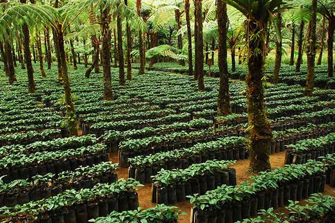PICT 64J1 EarthTalk certified ecofriently coffee - FlickrCC - Charlie Watson PICT EarthTalk certified ecofriently coffee - FlickrCC - Charlie Watson