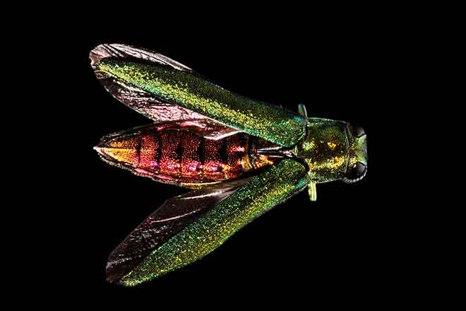 PICT 64J1 EarthTalk - Emerald Ash Borer PICT EarthTalk - Emerald Ash Borer