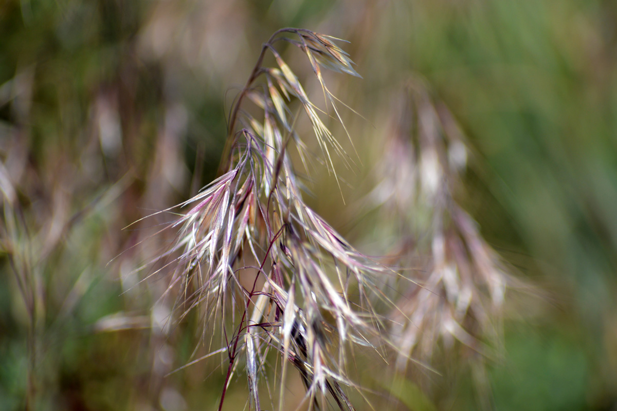 PICT EarthTalk - cheatgrass - FlickrCC USFWS PICT EarthTalk - cheatgrass - FlickrCC USFWS