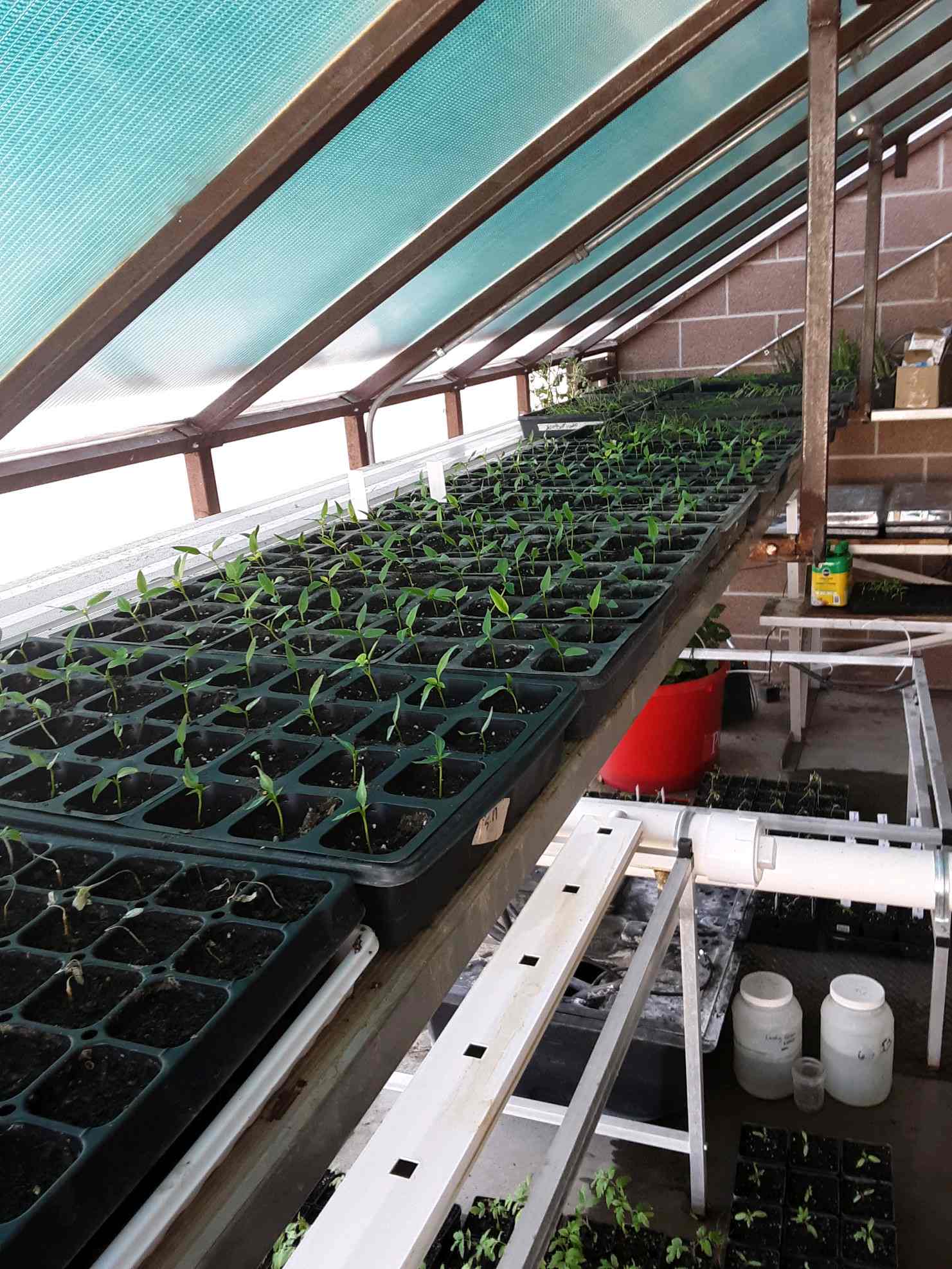 SCHOOL Hi Plains Seedlings Steve Poet SCHOOL Hi Plains Seedlings Steve Poet