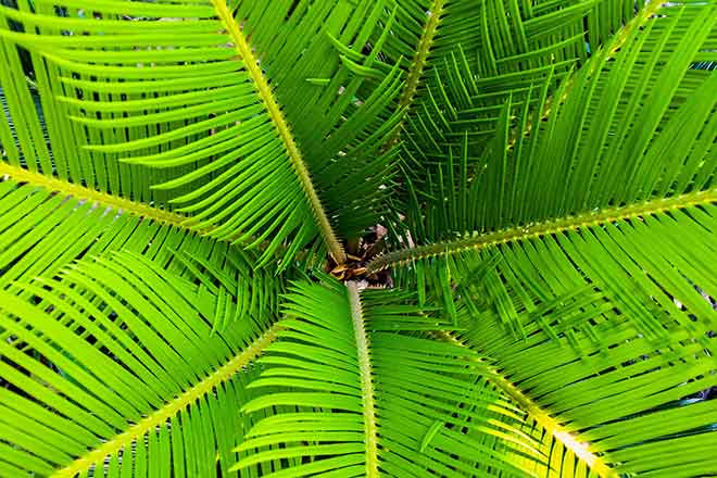 PICT 64J1 EarthTalk palm tree - Pixabay PICT 64J1 EarthTalk palm tree - Pixabay