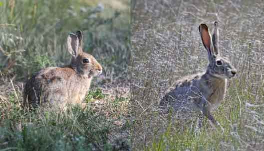 PICT Rabbit Hemorrhagic Disease Virus Type 2 affects cottontail rabbits and jackrabbits PICT Rabbit Hemorrhagic Disease Virus Type 2 affects cottontail rabbits and jackrabbits