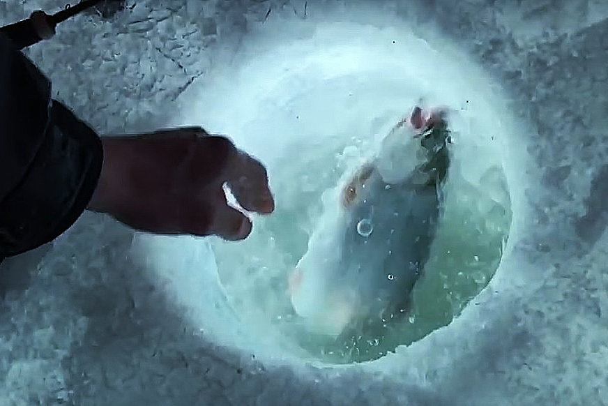 PICT Catching a fish through the ice - CPW - Jason Clay PICT Catching a fish through the ice - CPW - Jason Clay