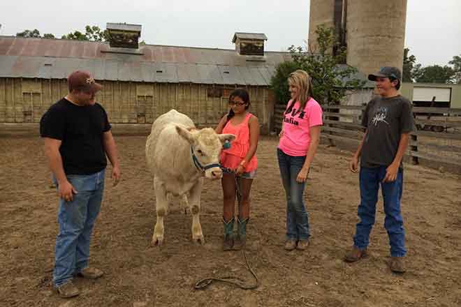 PICT 64J1 Steer 4-H Credit to Your Future PICT 64J1 Steer 4-H Credit to Your Future