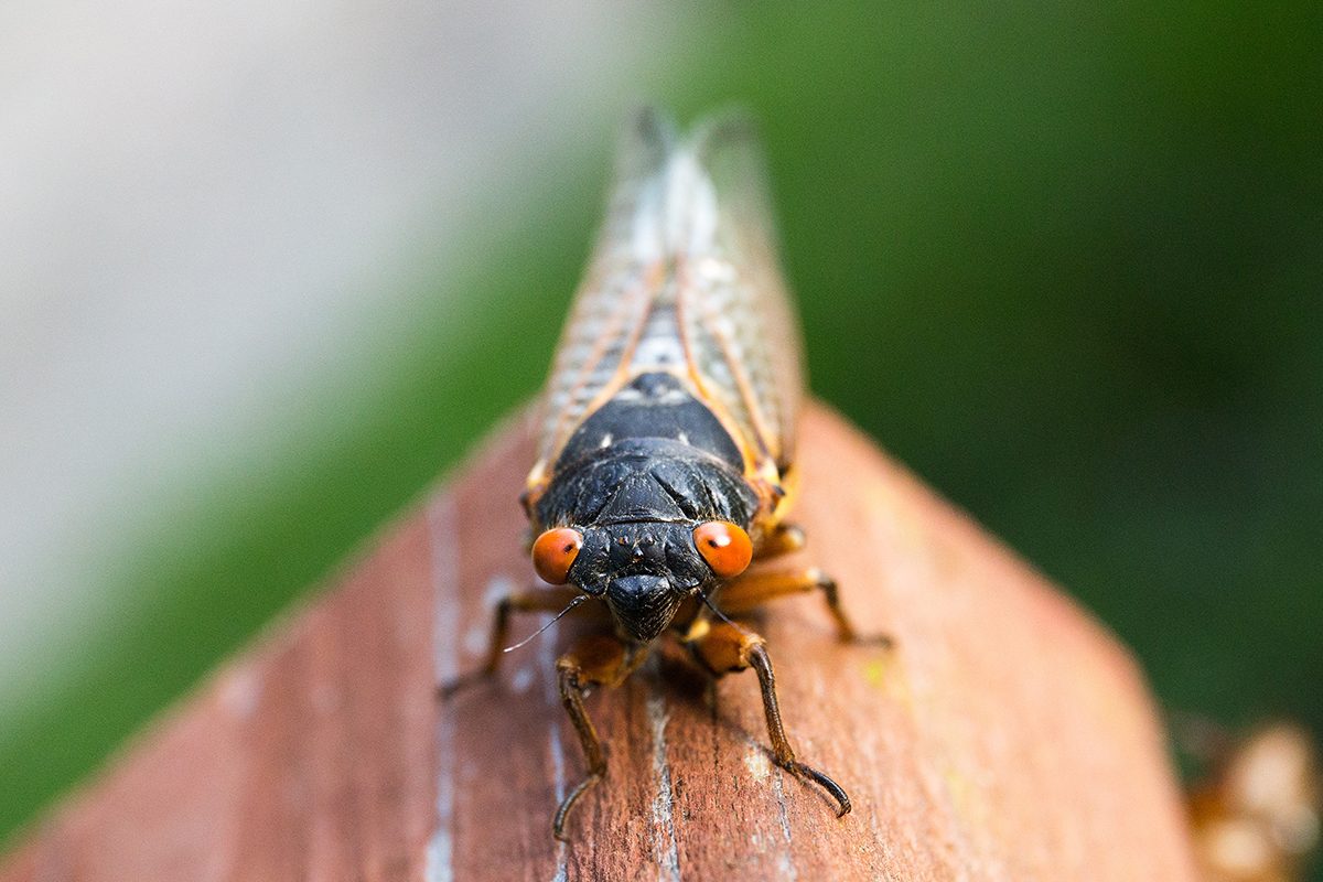 PICT EarthTalk cicada - Pexels - Michael Kropiewnicki