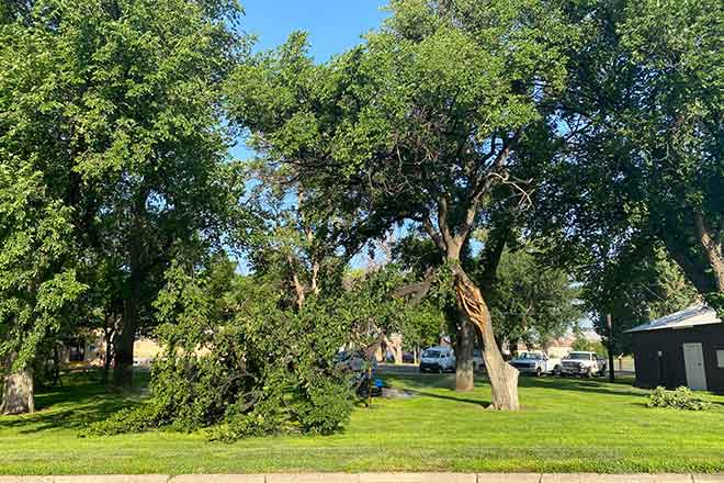 PICT 64J1 Damaged tree at the Kiowa County Courthouse in Eads from a storm July 9, 2021 - Chris Sorensen PICT Damaged tree at the Kiowa County Courthouse in Eads from a storm July 9, 2021 - Chris Sorensen