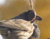 PICT Sick bird with finch conjuntivitis - CPW PICT Sick bird with finch conjuntivitis - CPW