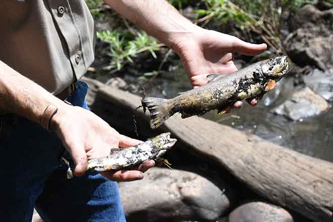 PICT 64J1 Aquatic biologist Kyle Battige holds up dead trout pulled from the bank of the Cache la Poudre River - CPW