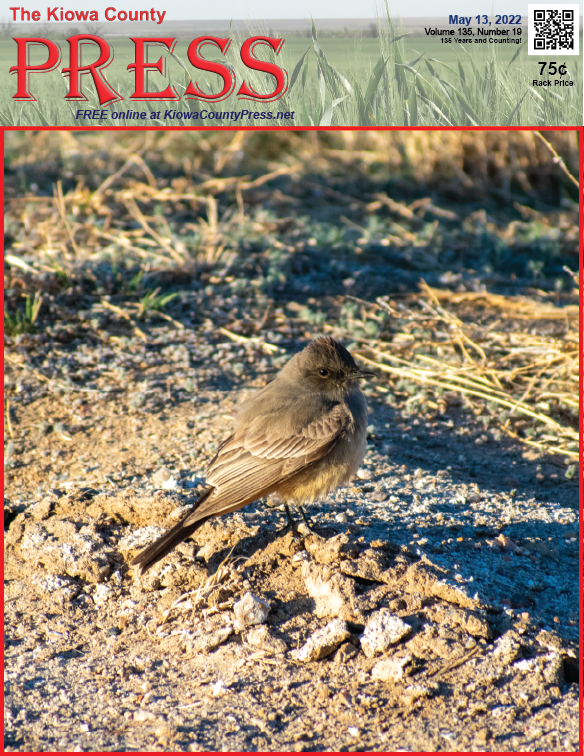 Photo of the Week - 2022-05-13 - Say's Phoebe looking for a morning meal in Kiowa County, Colorado - Chris Sorensen