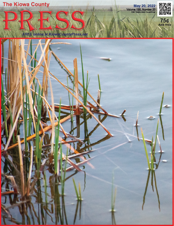 Photo of the Week - 2022-05-20 - Cattail reeds sprouting on Jackson's Pond in Kiowa County, Colorado - Chris Sorensen