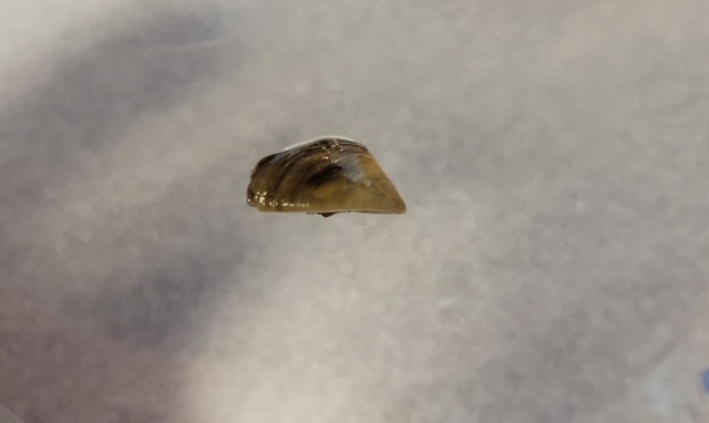 PICT Zebra mussel found on a suspended PVC substrate in Highline Lake. - CPW