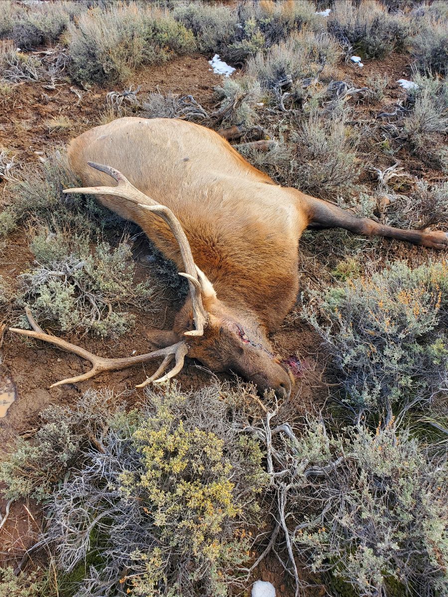 PICT A bull elk that was shot and left to waste is pictured Nov. 6 at the Dan Noble State Wildlife Area. Tony Bonacquesta - CPW