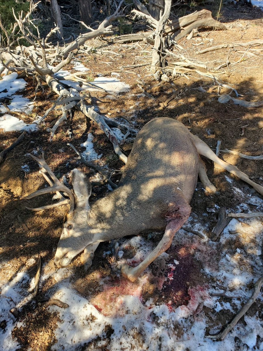 PICT A mule deer buck that was shot and left to waste is pictured Oct. 30 in Dry Creek Basin. Tony Bonacquesta - CPW