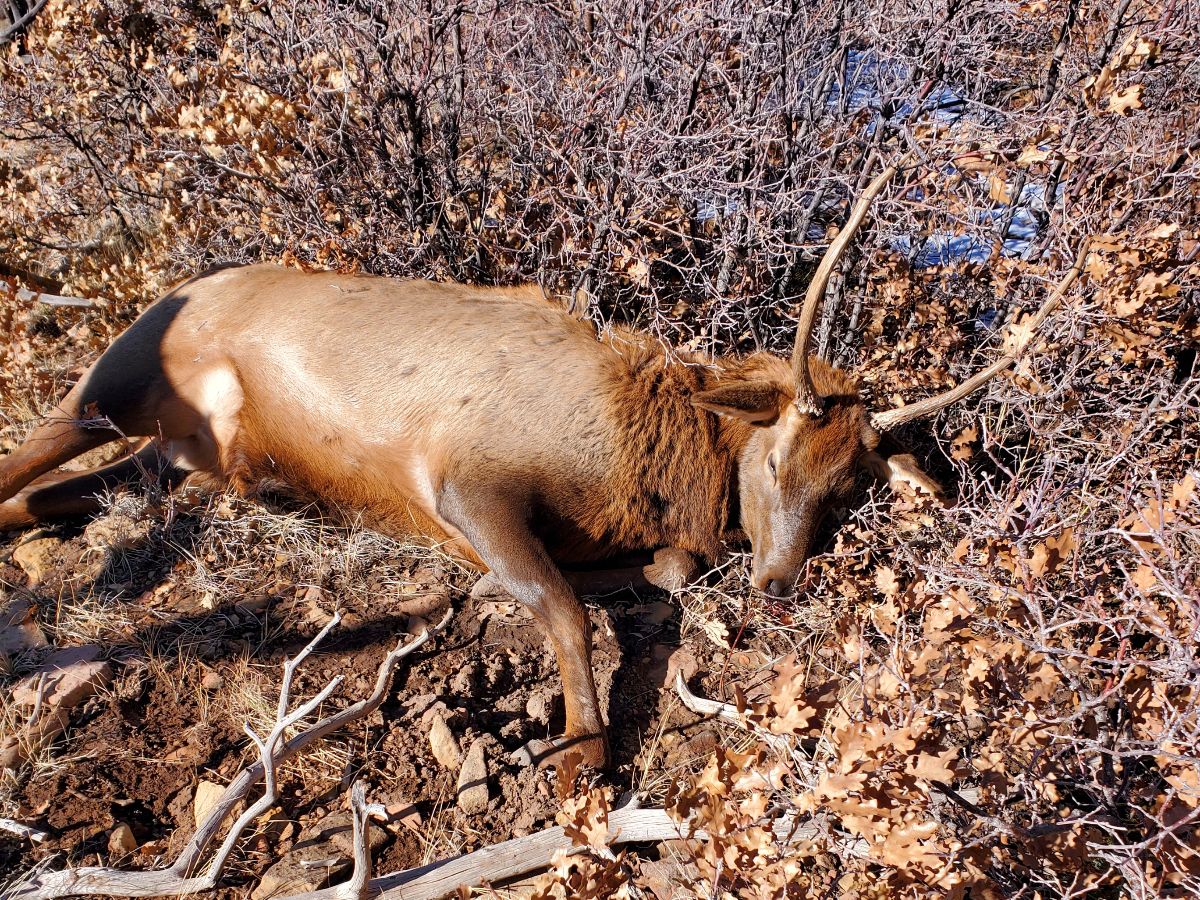 PICT A spike bull elk that was found shot and left to waste is pictured Nov. 17 in the Callan Draw area southwest of Norwood. Tony Bonacquista - CPW