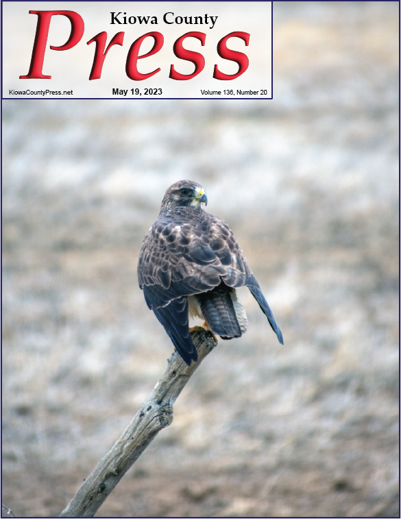 Photo of the Week - 2023-05-19 - Cooper's Hawk on a fence post southeast of Haswell, Colorado - Chris Sorensen