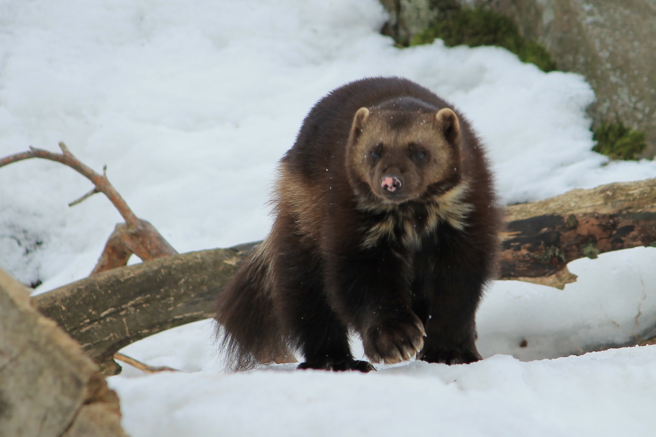 Wolverine walking in the snow near a log