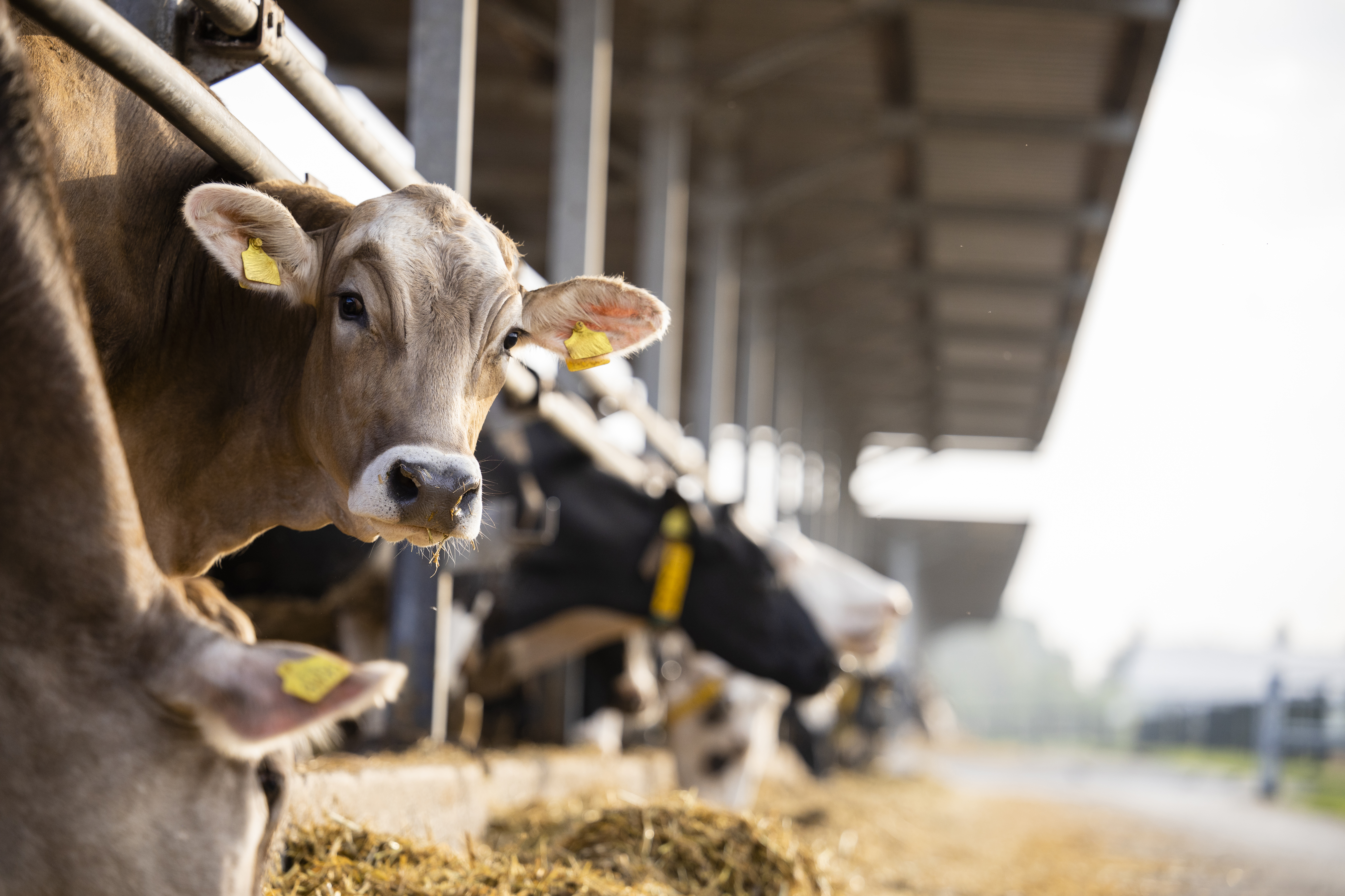 Cattle in a feedlot barn eating. One looks toward the camera.