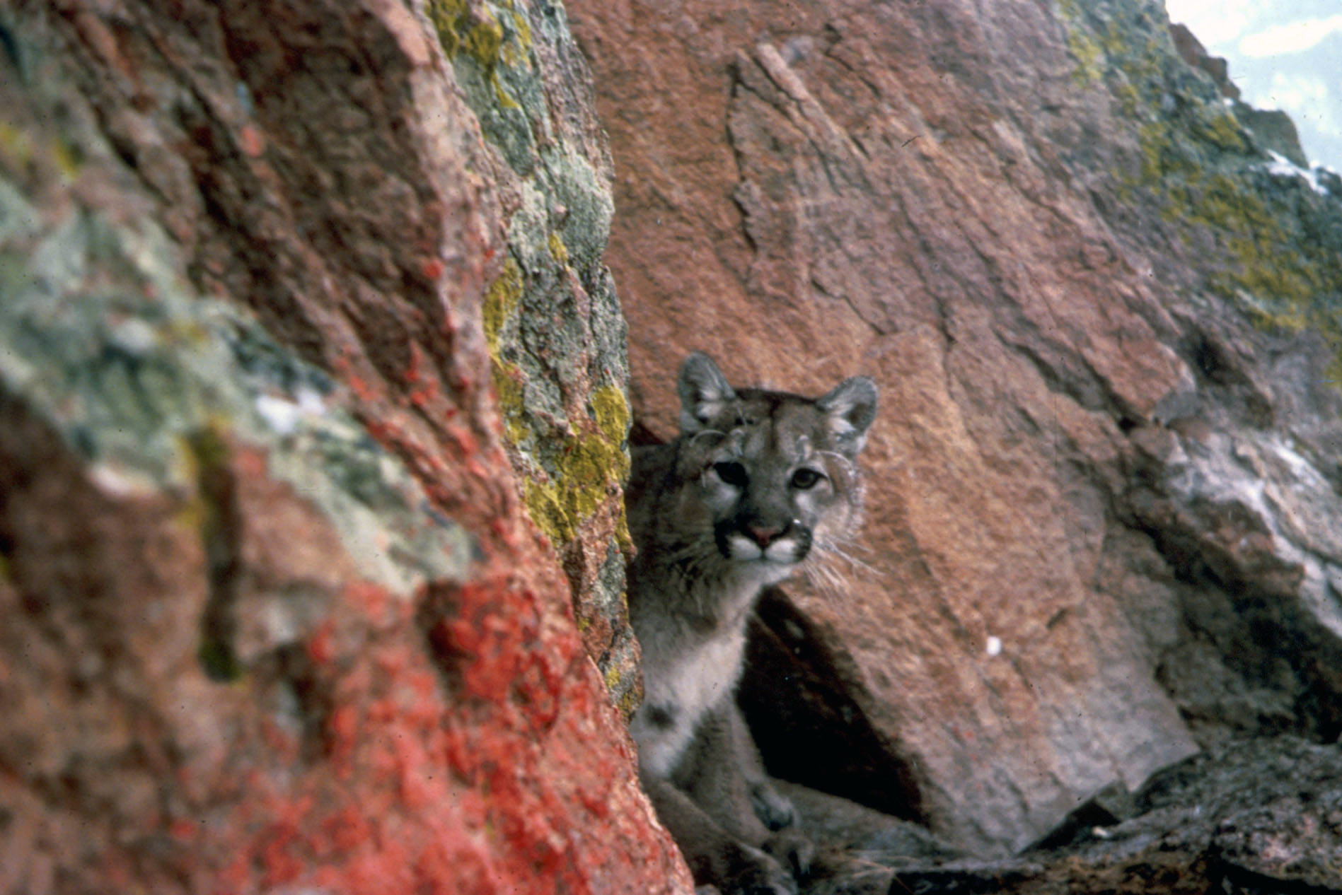 Mountain lion peaking around rocks.