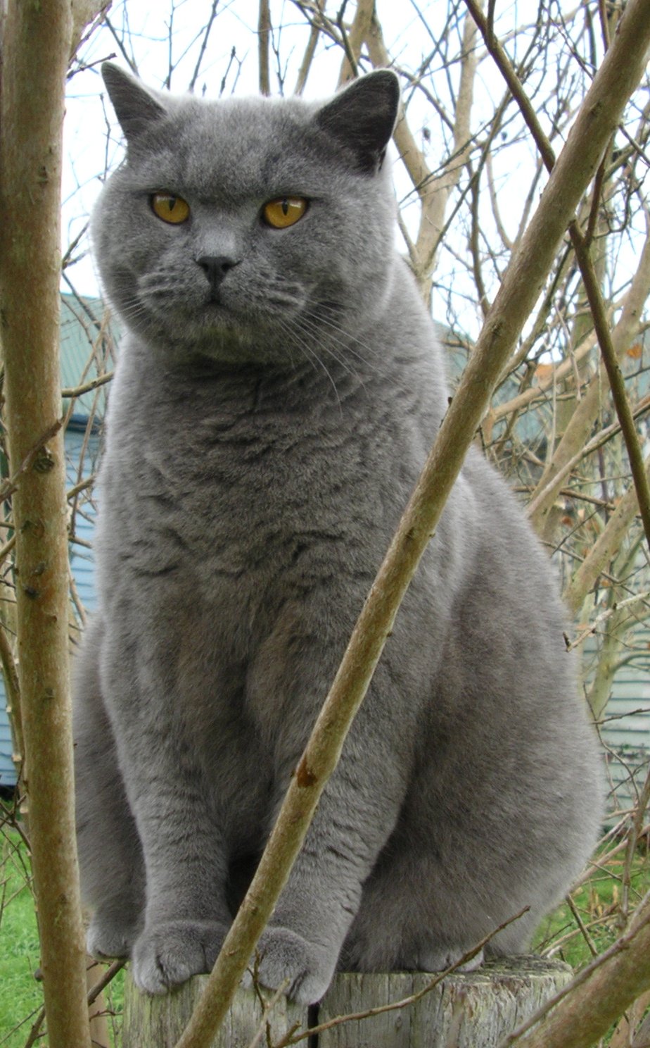PICT Cat - British Blue PICT Cat - British Blue