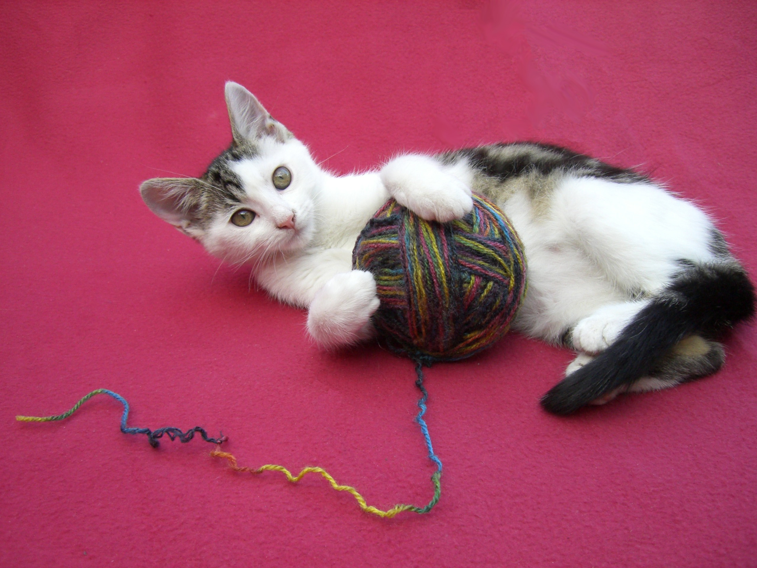 PICT Cat Kitten Yarn Playing - wikimedia