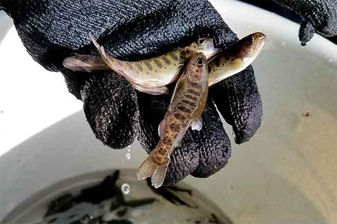 64J1 Three Young Rainbow Trout Fish - CPW - Bill Vogrin Three Young Rainbow Trout Fish - CPW - Bill Vogrin